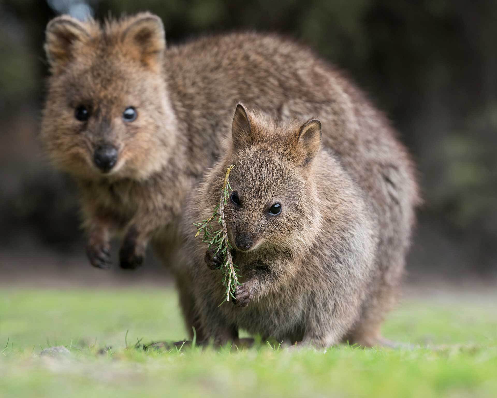 16 super useful tips from locals on… | SeaLink Rottnest Island