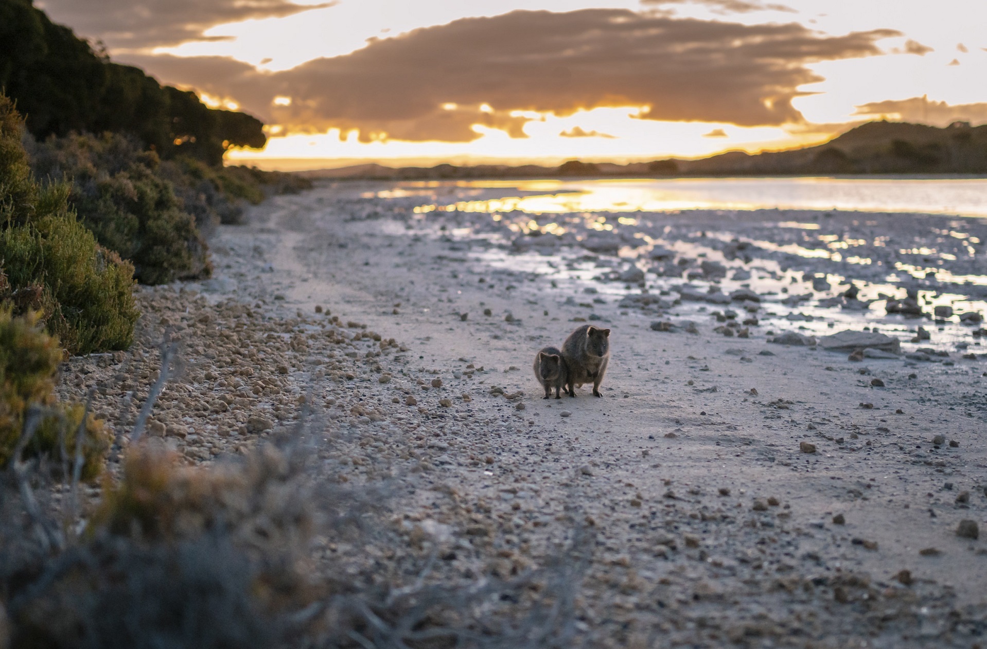 Quokkas at sunset