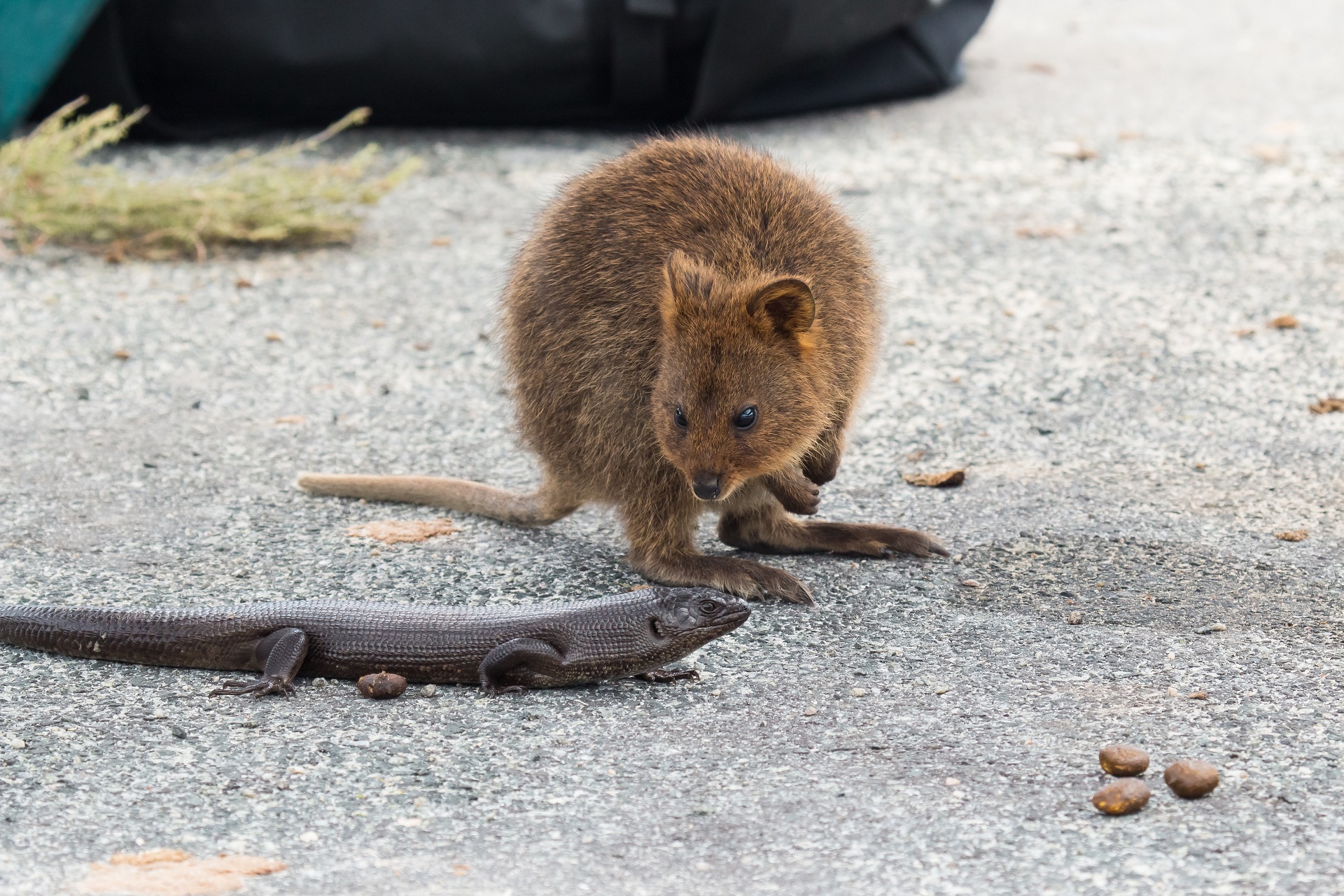 Quokka and king's skink