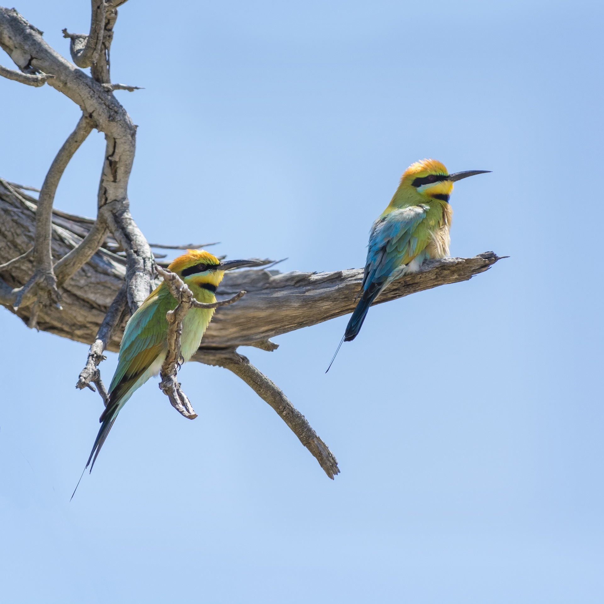 Rainbow bee-eater