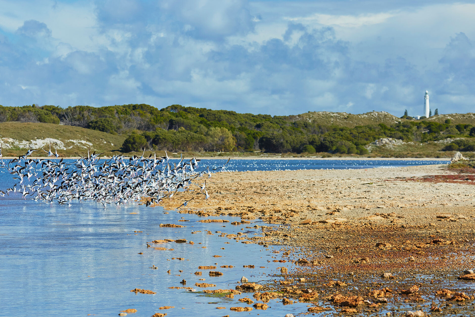 Birds on the salt lakes