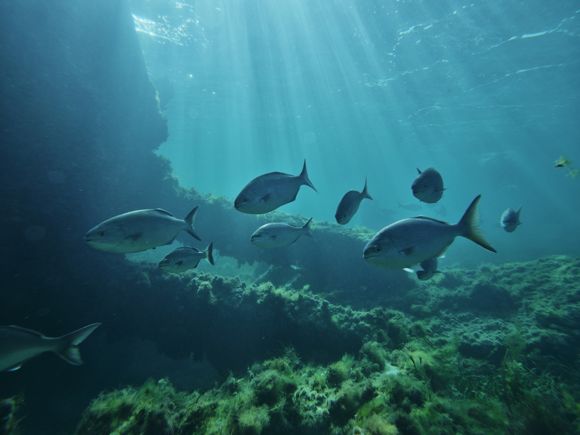 Rottnest Island Wildlife | SeaLink Rottnest Island
