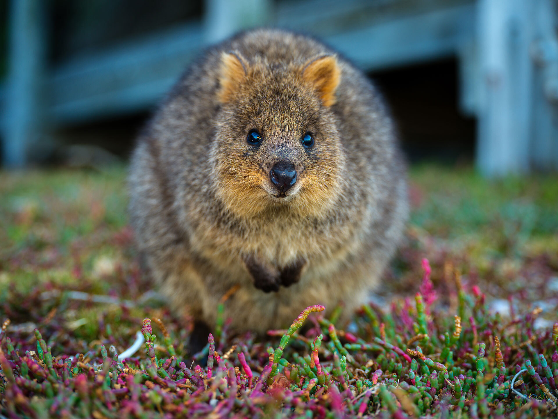 14 Fun Facts To Know About Rottnest Island SeaLink Rottnest Island 14 Fun Facts To Know About Rottnest Island SeaLink Rottnest Island