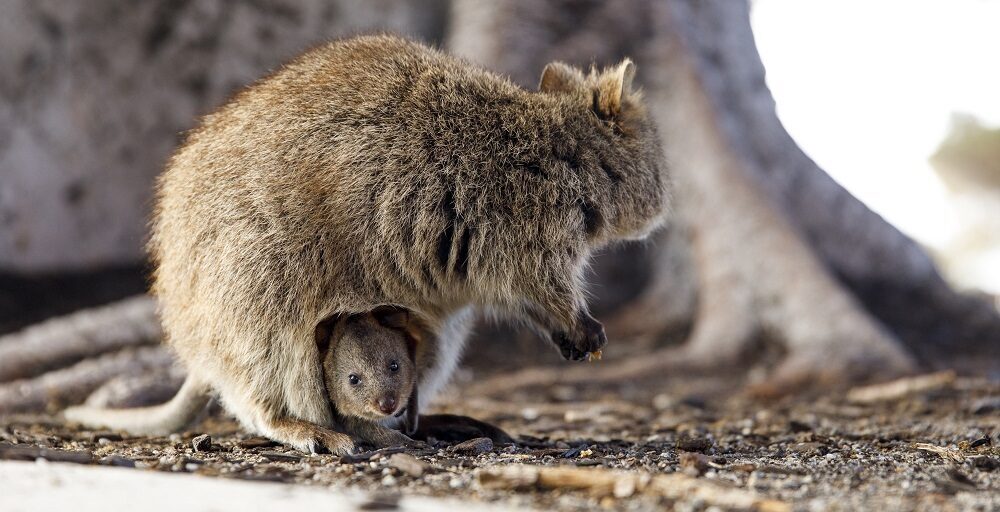 Mother and joey quokka