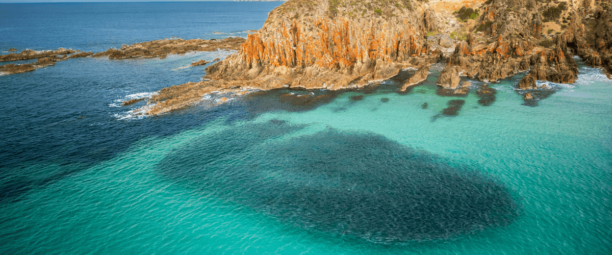 School of Australian salmon located at Snellings Beach