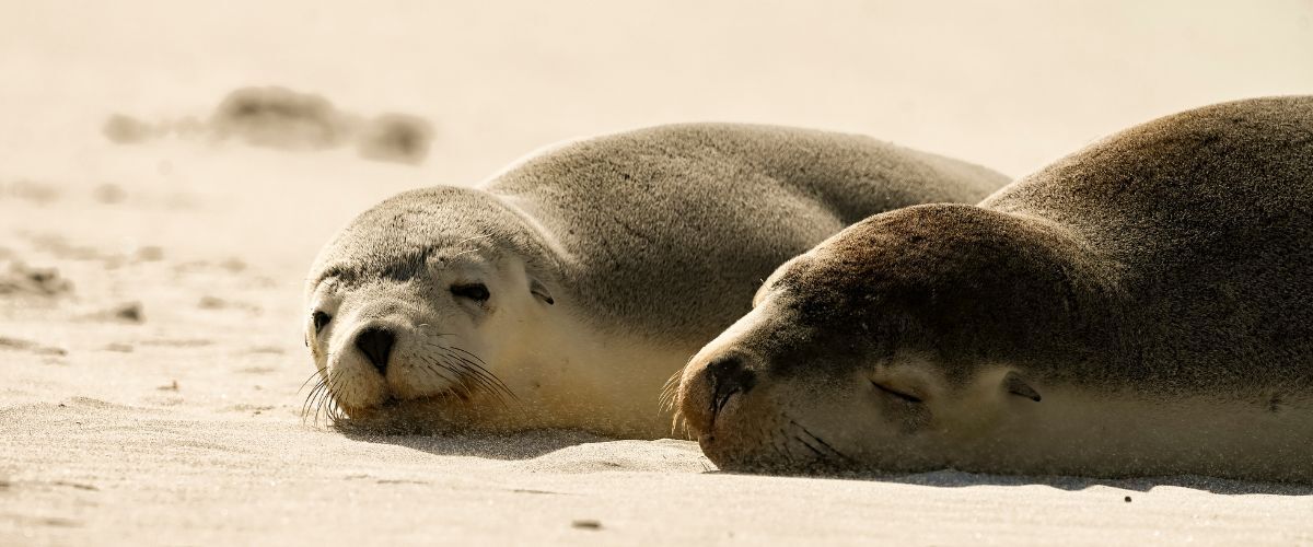 Seal Bay Conservation Park