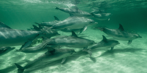 Dolphins Swimming