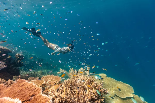 Outer Reef Snorkel Adventure
