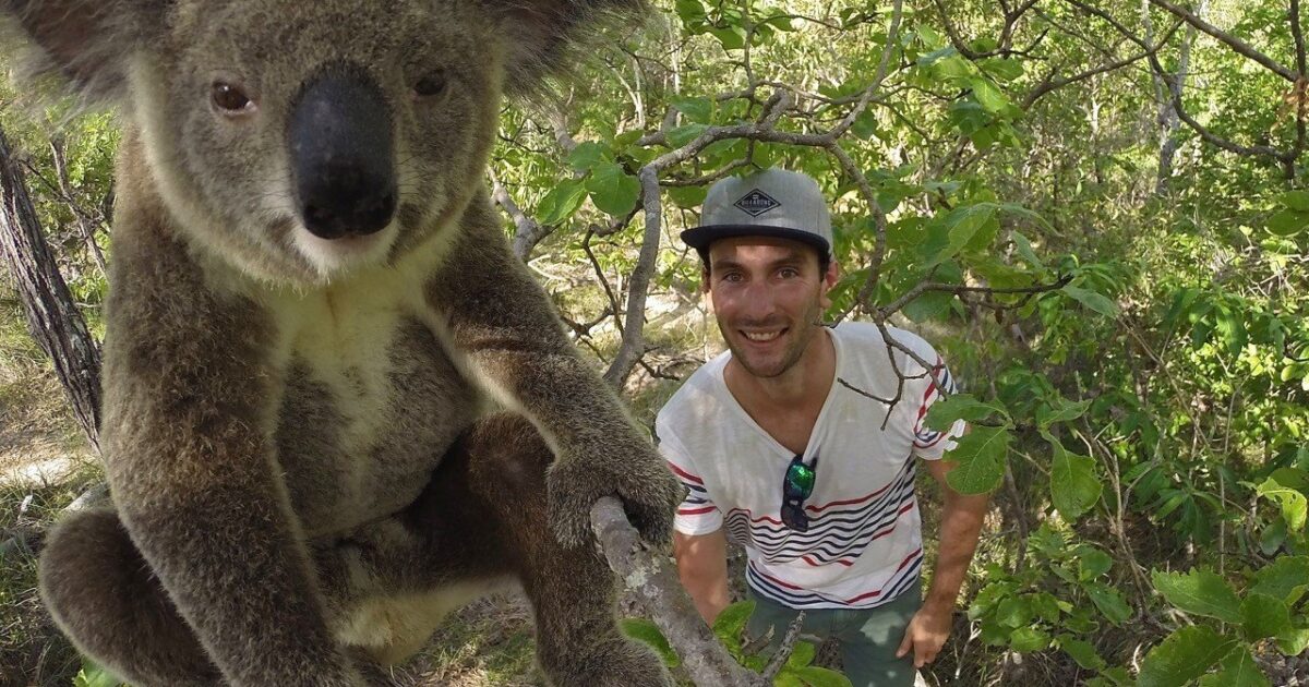 Discover Magnetic Island's diverse wildlife | SeaLink Magnetic Island