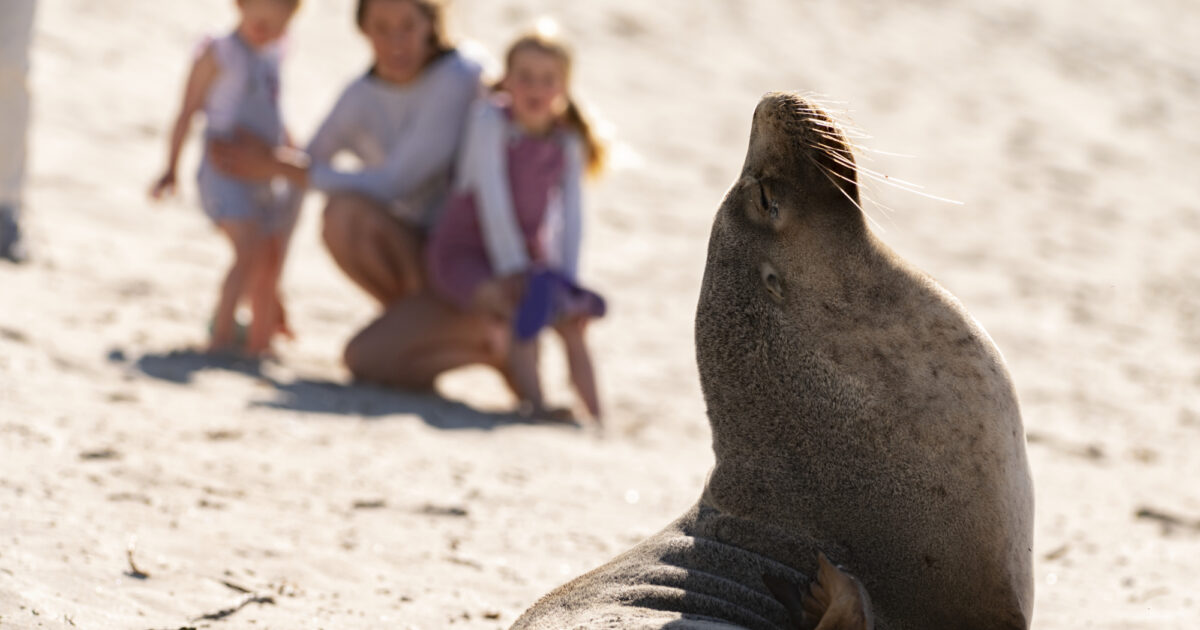 kangaroo island experience tour