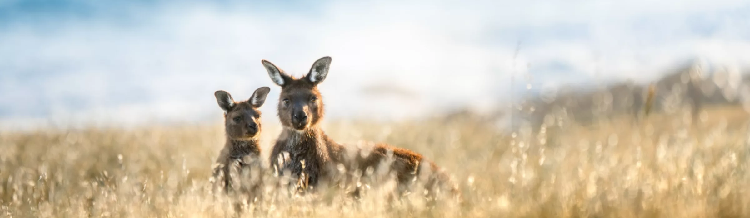 Kangaroos desktop