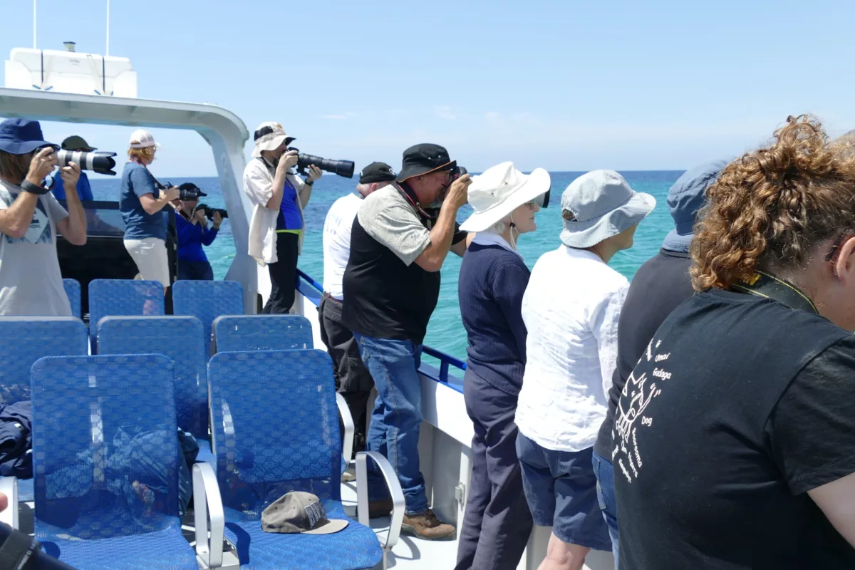 Passengers photograph dolphins from a boat