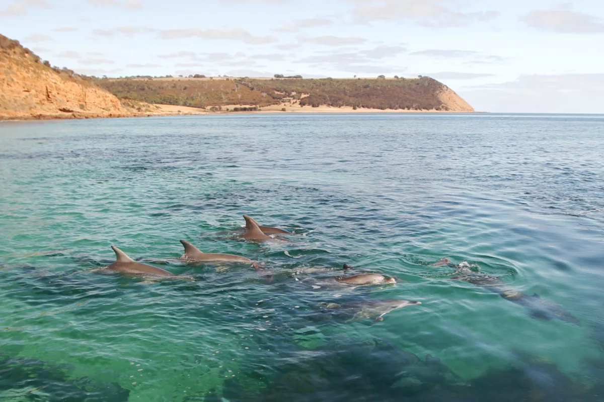 Bottlenose dolphins at Dashwood Bay. Photo by Roger Foster.