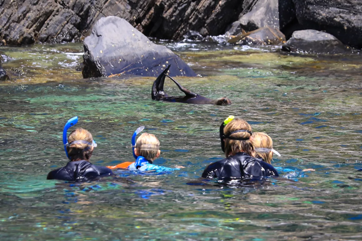 KI Ocean Safari
