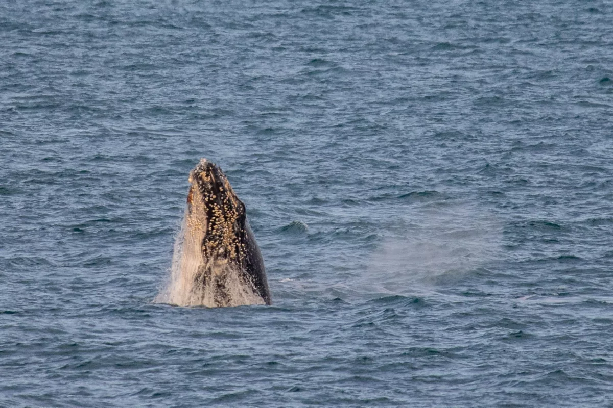 Humpback Whale in Backstairs Passage
