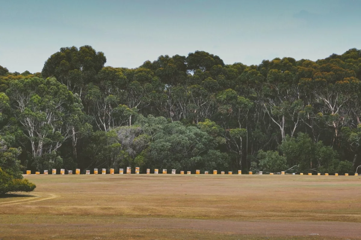 Hives at Hanson Bay Sanctuary