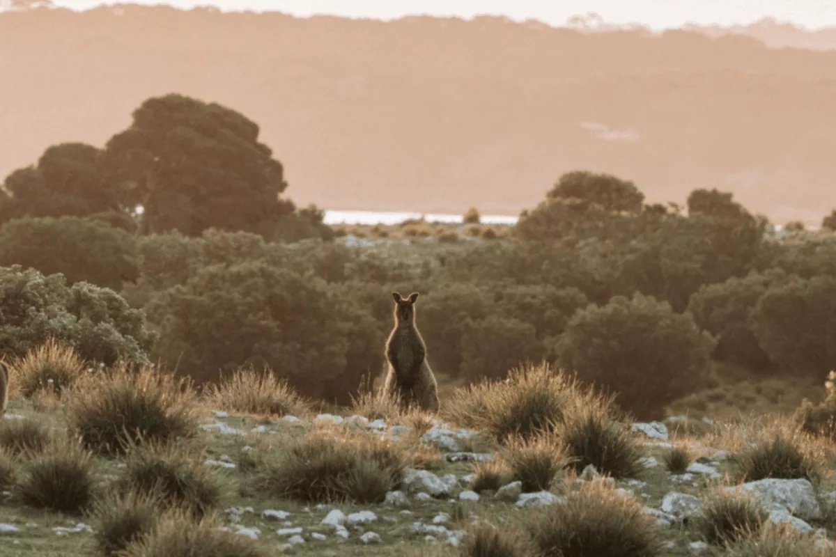 Kangaroo in distance
