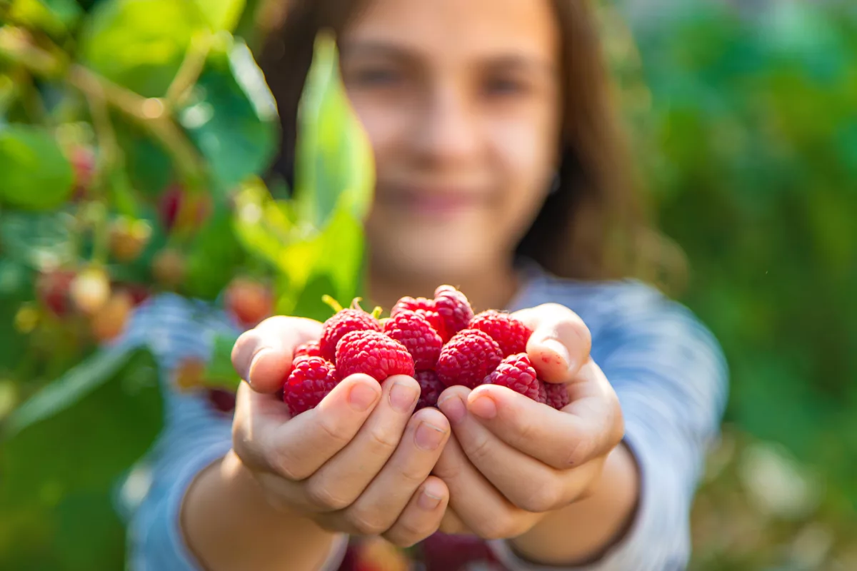 Child holding raspberries