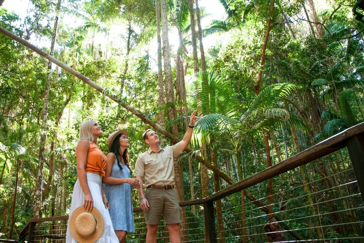 Hike through lush rainforest trails of Pile Valley