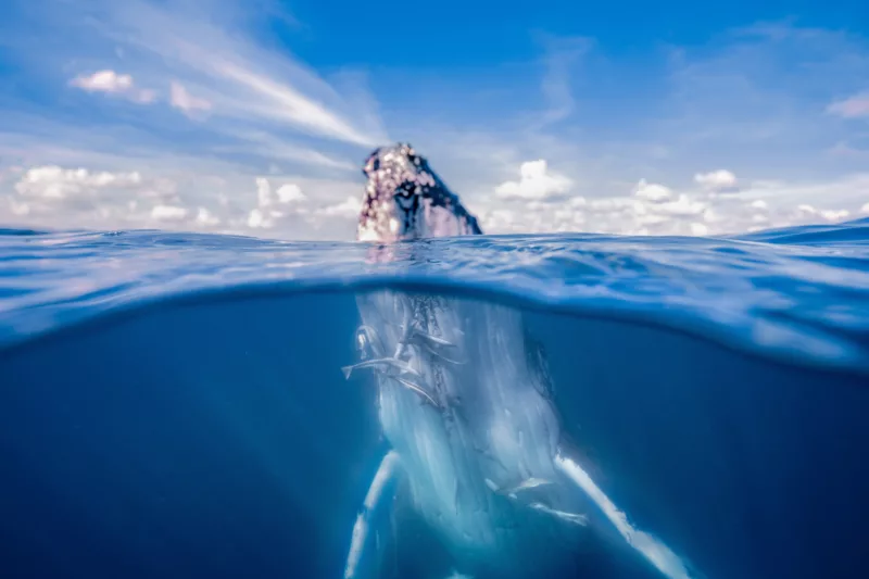 fraser-island-whale-watching