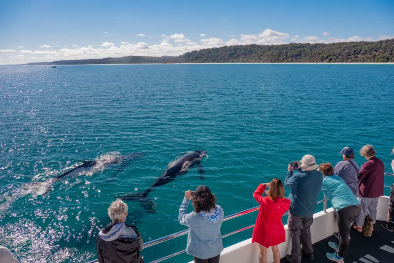 Fraser Island Whale Watching