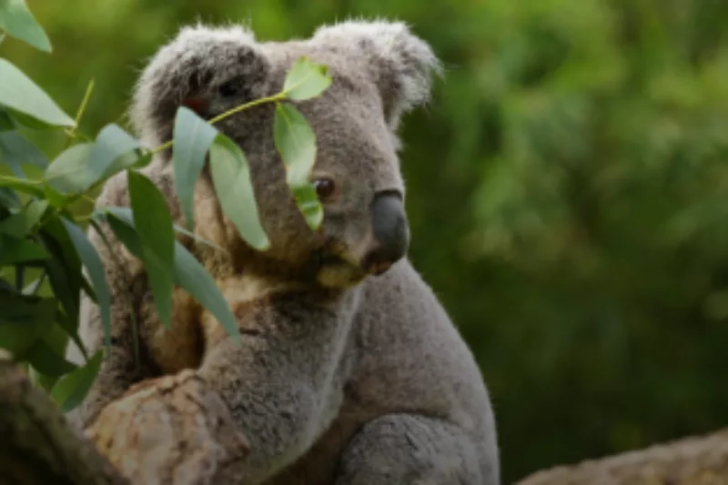 Koala on the tree