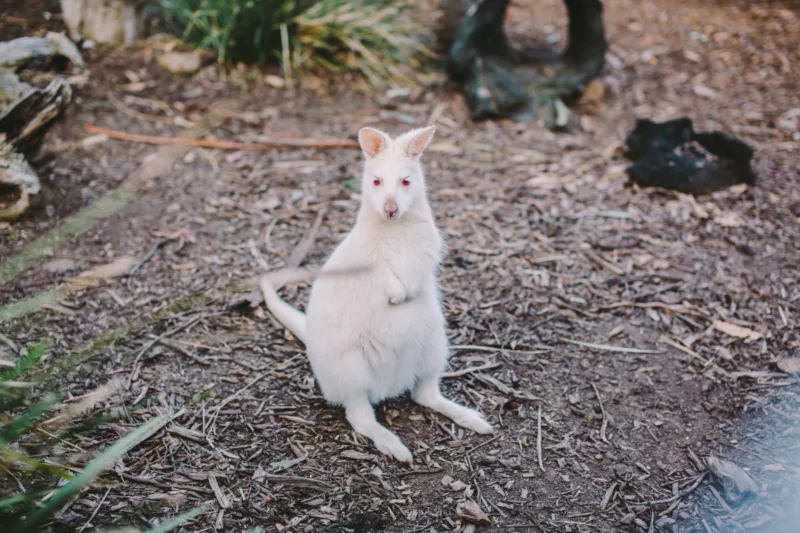 White Wallaby
