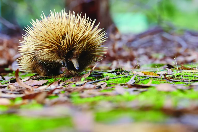 Echidna