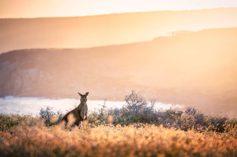 A kangaroo amid bushes at Cape Willoughby