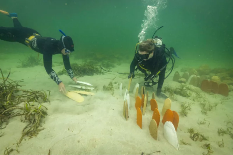 Two divers observing reefs underwater