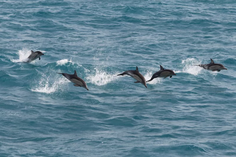 A pod of dolphins jumping in the water