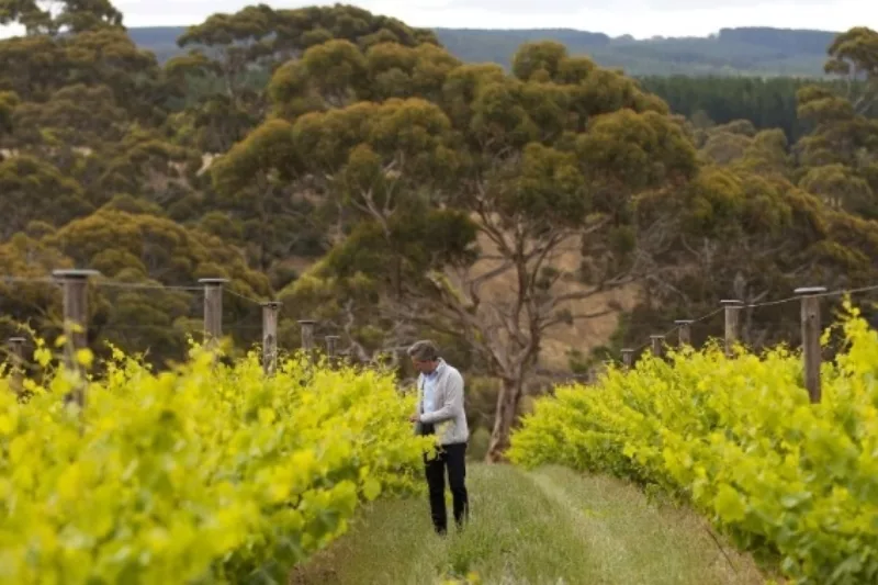 Person walking amongst vineyards