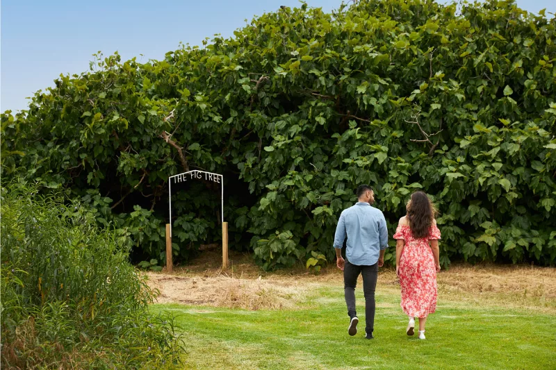 Couple walking towards the fig tree