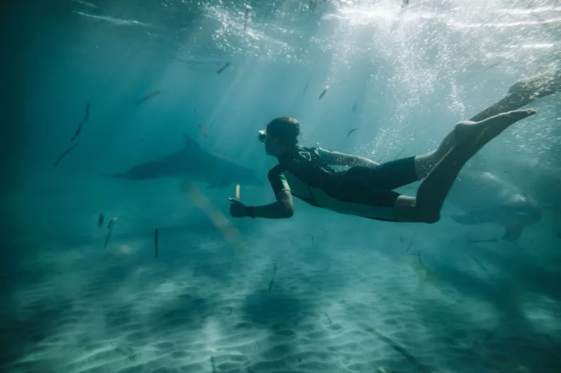 A swimmer underwater looks at a dolphin and other marine life