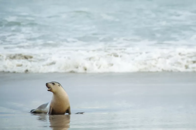 Sealion out of water at Seal Bay