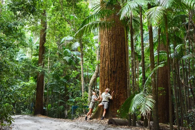 pile-valley-fraser-island