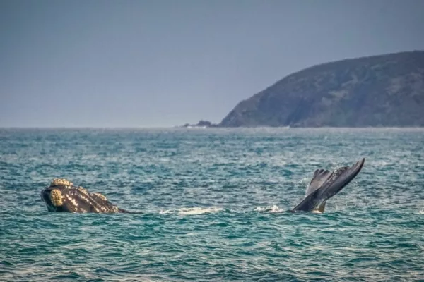 Kangaroo Island