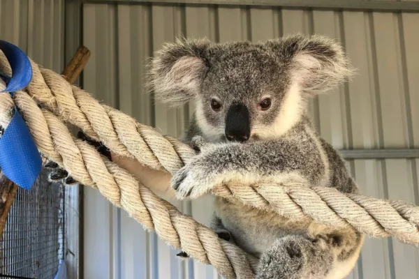 A koala hangs by a rope in a cage