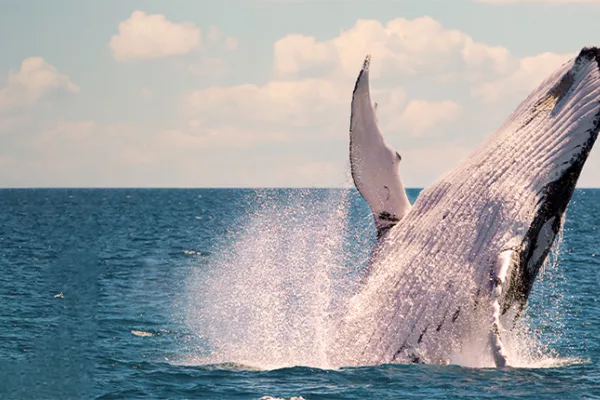 A humpback whale breaches in the water