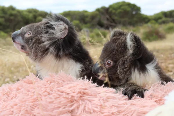 Community effort drives new rescue centre