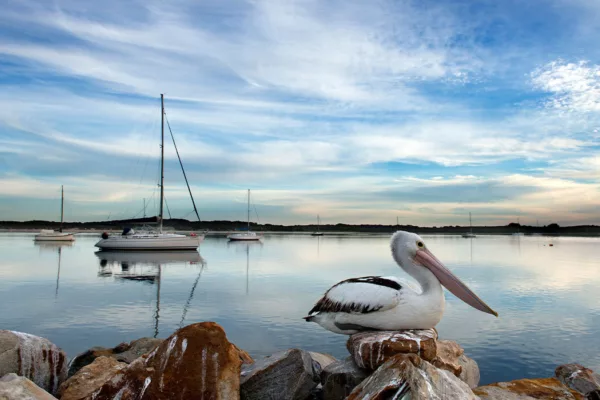 A white pelican sitting on rocks near American River