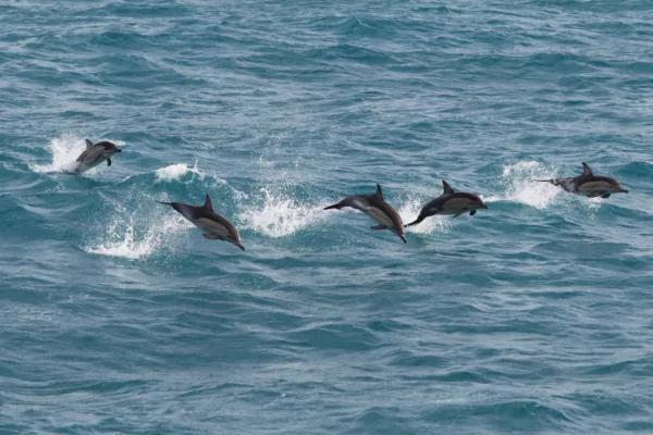 Kangaroo Island & Victor Harbor Dolphin Watch