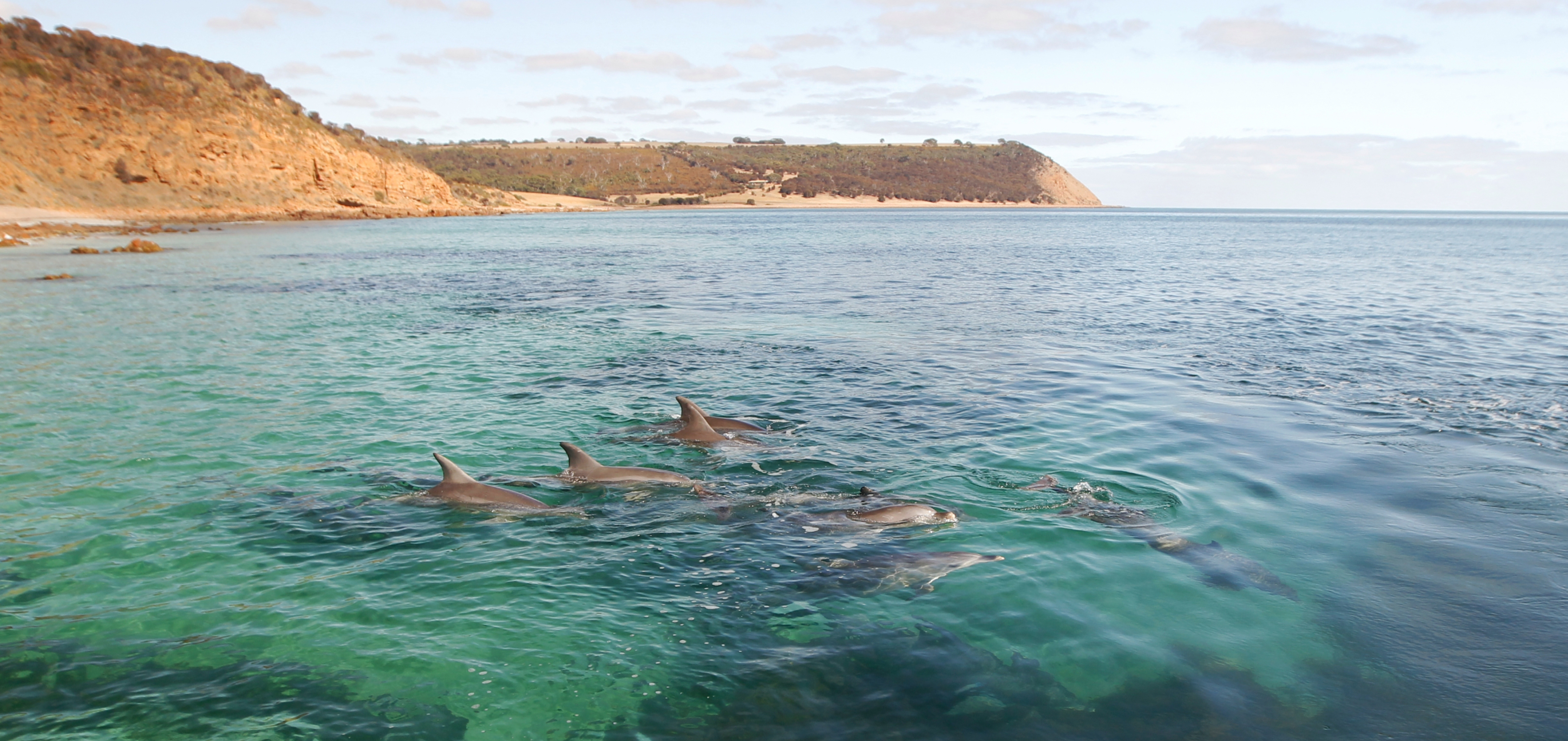 Bottlenose dolphins at Dashwood Bay. Photo by Roger Foster.