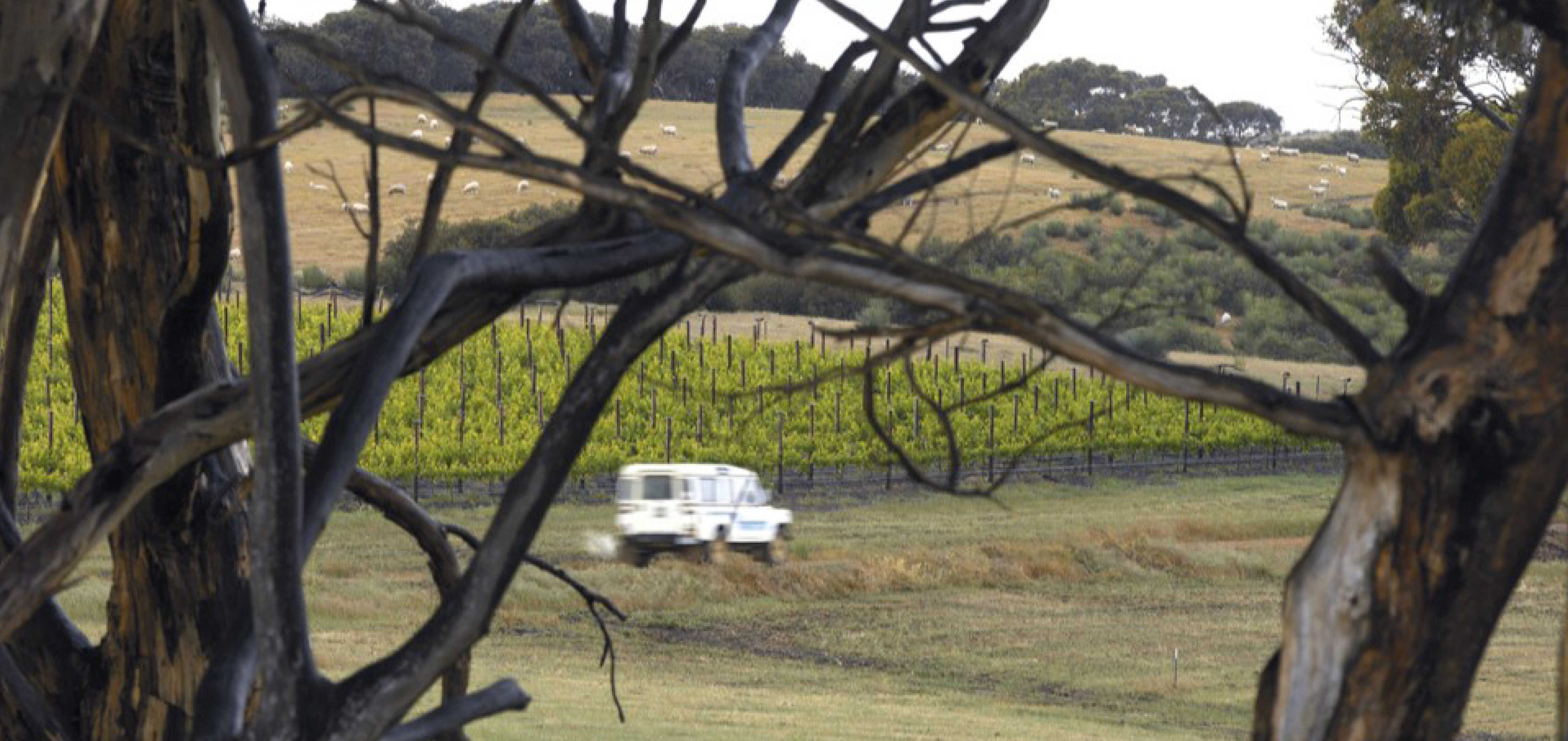 Kangaroo Island as a wine region has incredible diversity