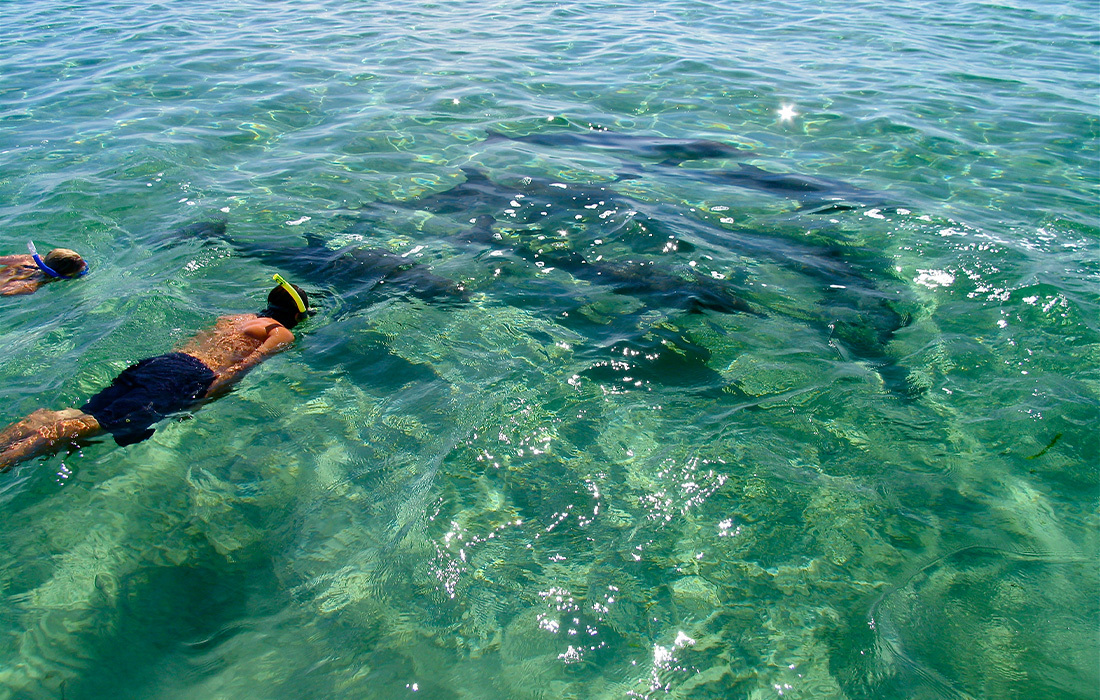 Snorkelling with Dolphins