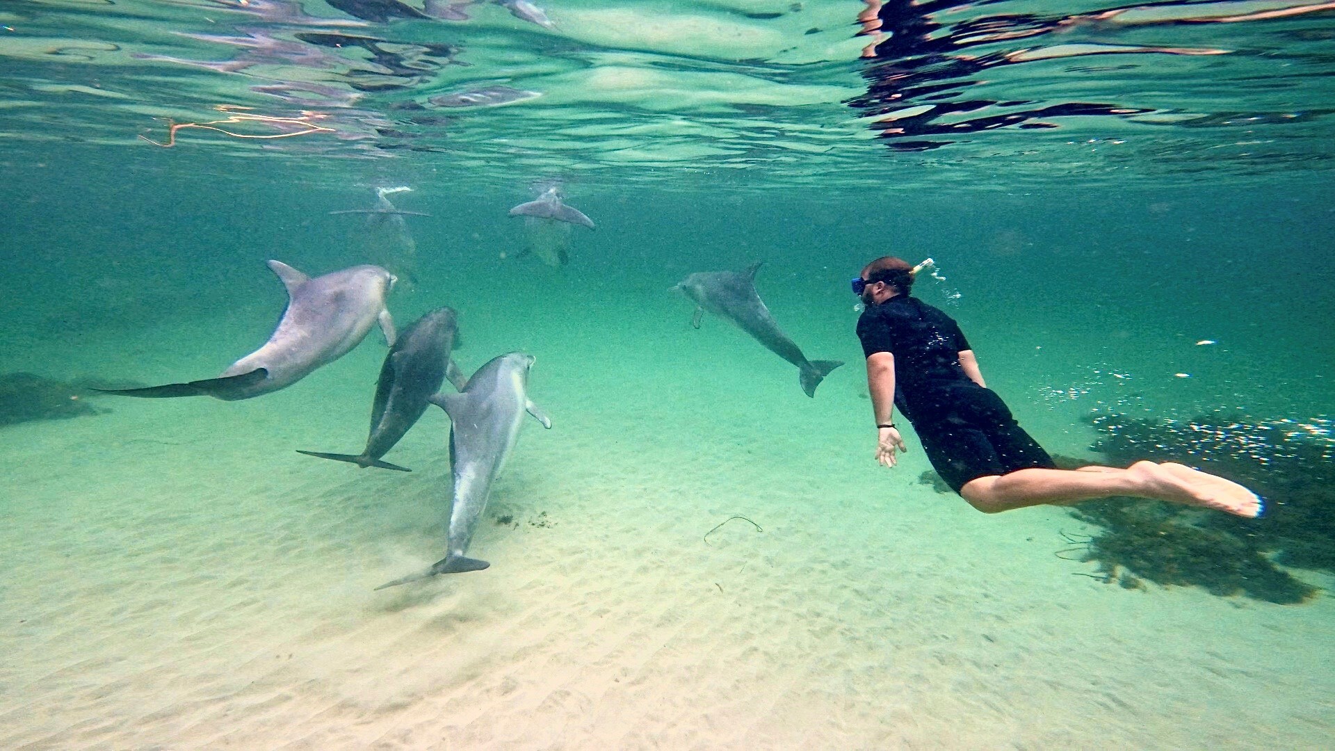 Swimming with Dolphins