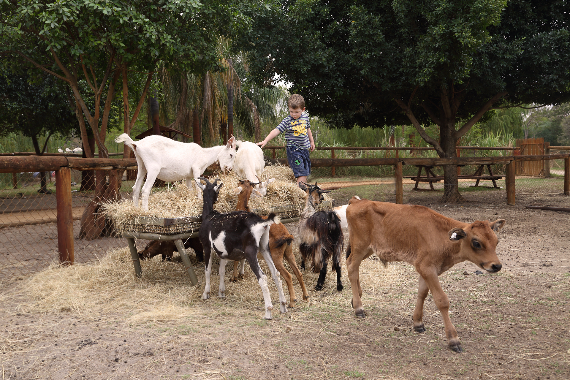 Swan Valley Cuddly Animal Farm